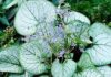 Poradnik uprawy brunner wielkolistnej – idealnej rośliny na cieniste partie ogrodu