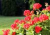 Ognista paleta w ogrodzie - galeria najurokliwszych czerwonych kwiatów letnich