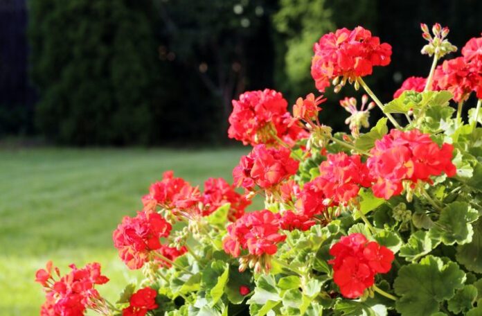 Ognista paleta w ogrodzie - galeria najurokliwszych czerwonych kwiatów letnich