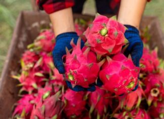 10 Rewelacyjnych Odmian Rododendronów Idealnych do Twojego Ogrodu