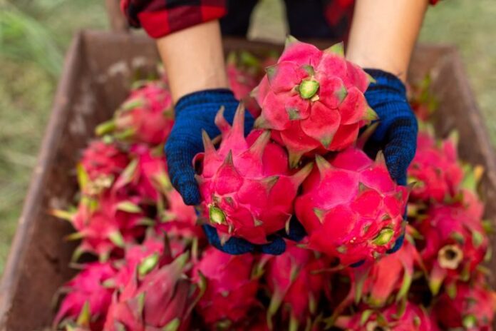 10 Rewelacyjnych Odmian Rododendronów Idealnych do Twojego Ogrodu
