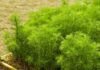 Hodowla fenkułu ogrodowego – jak uprawiać fenkuł w warzywniku przydomowym