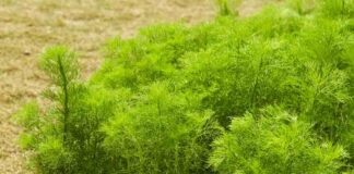 Hodowla fenkułu ogrodowego – jak uprawiać fenkuł w warzywniku przydomowym