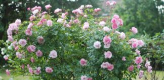 Hodowla dzikiej róży w przydomowym ogrodzie