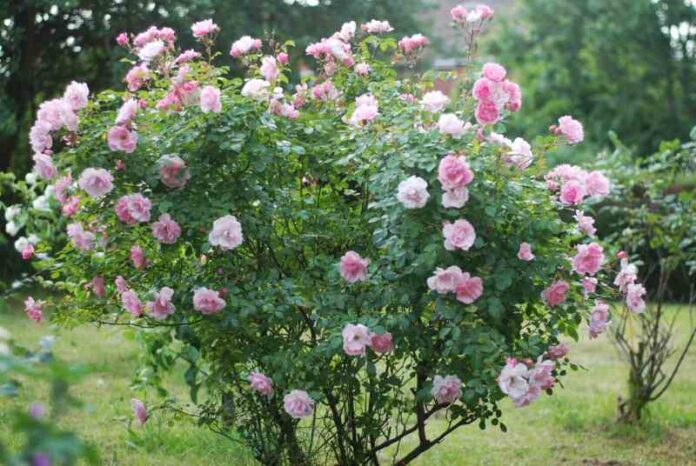Hodowla dzikiej róży w przydomowym ogrodzie