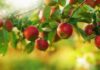 Hodowla nowych gatunków jabłoni w ogrodzie domowym - wskazówki i polecane odmiany